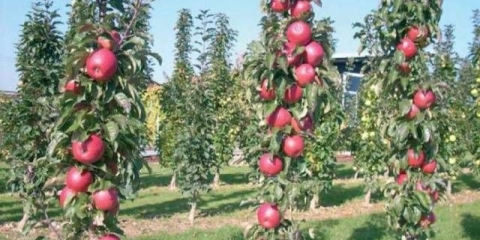 Kako pokriti stubasta stabla jabuke za zimu